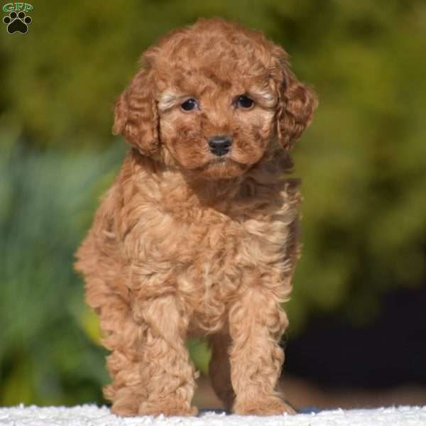 Kimberly, Miniature Poodle Puppy